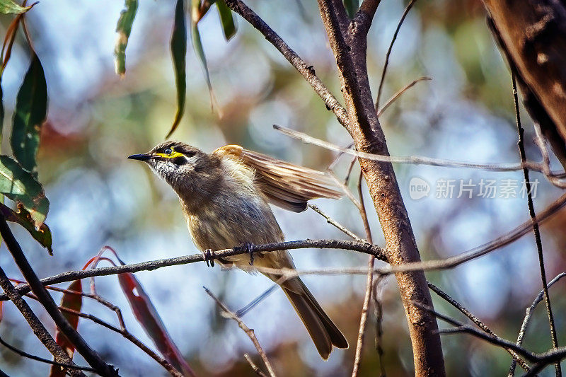 黄脸蜜蜂(Caligavis chrysops)